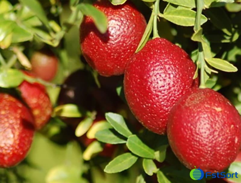 Red Centre Lime.jpg Red Centre Lime.jpg